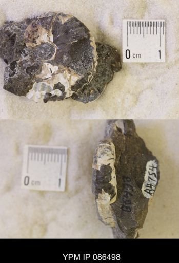 undet. Scaphitidae