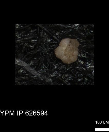 undet. Foraminiferida