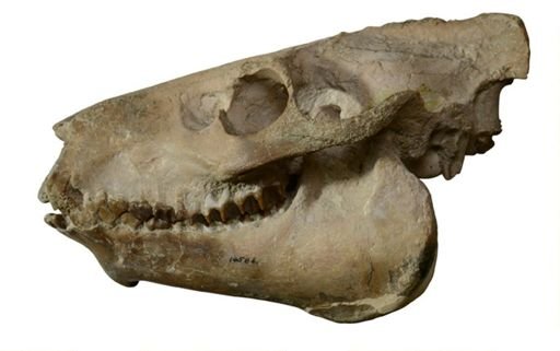 Eporeodon leptacanthus leptacanthus