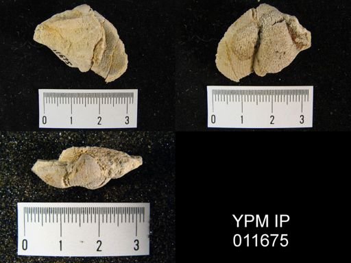 Waagenoconcha montpelierensis