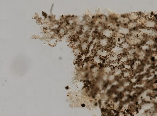 Ircinia felix