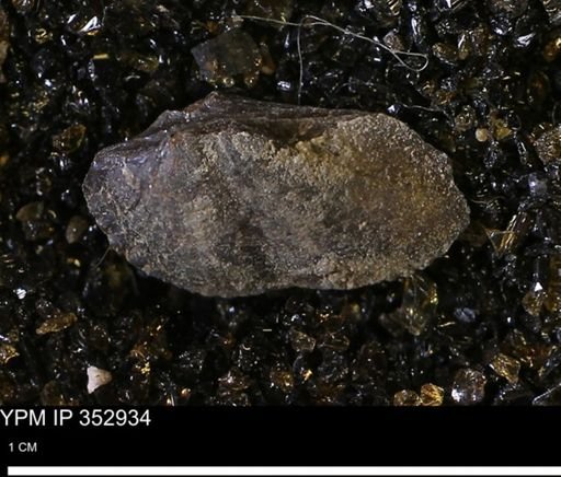 Parallelodon (Cosmetodon) sp.