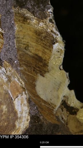 undet. Bivalvia