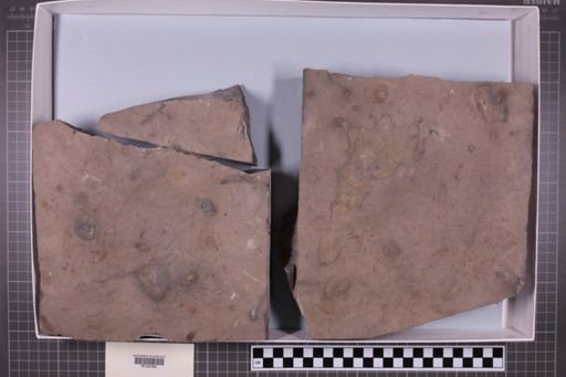 mixed taxa, stratigraphic collection