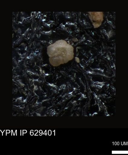 undet. Foraminiferida