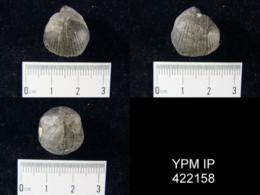Uncinulus mutabilis