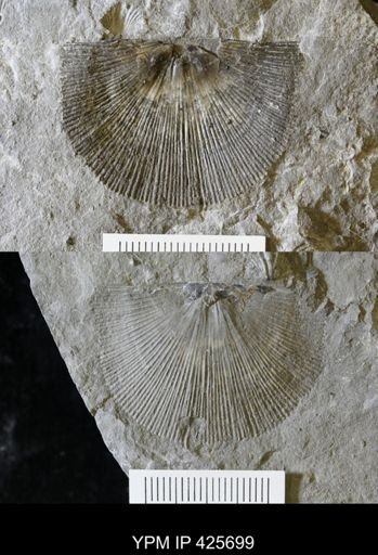 Strophomena sp.