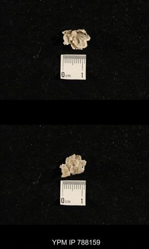 Brachiopoda