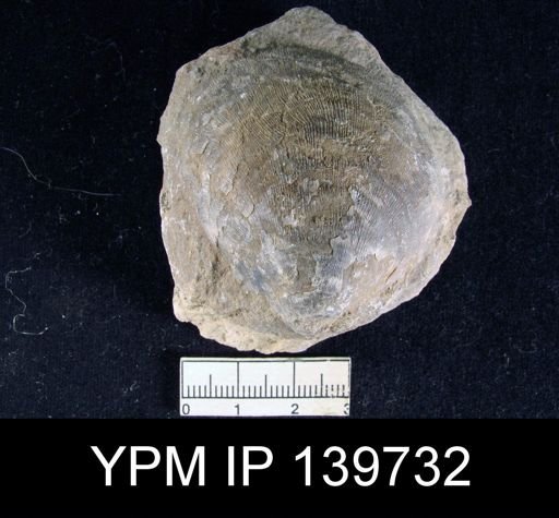 Productus (Striatifera) mytiloides