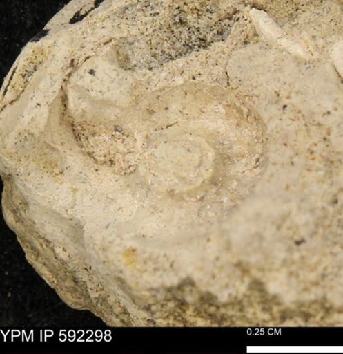 undet. Gastropoda