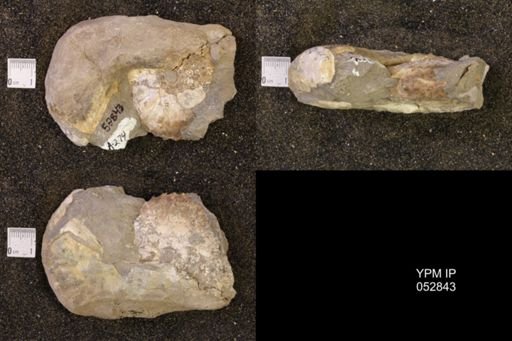 Discoscaphites gulosus