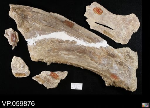 Xiphactinus sp.