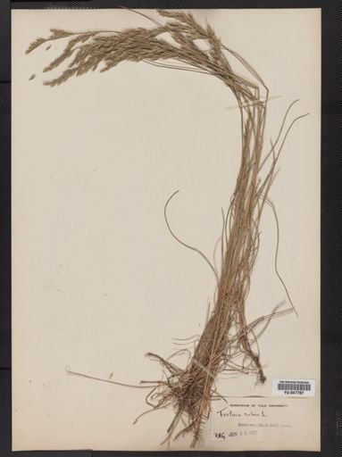 Festuca rubra