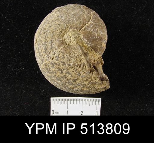 Perrinites hilli