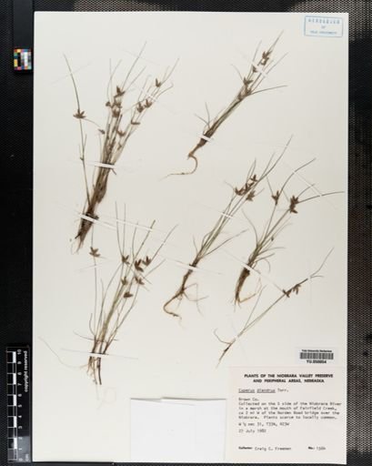 Cyperus diandrus