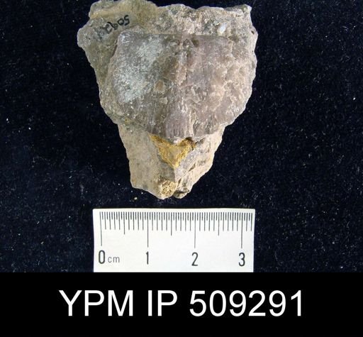 Mesoleptostrophia?