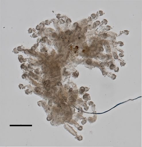 Rhizophysa filiformis