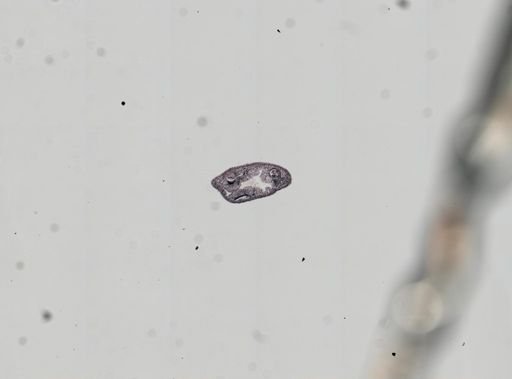 Plagiostomum whitmani