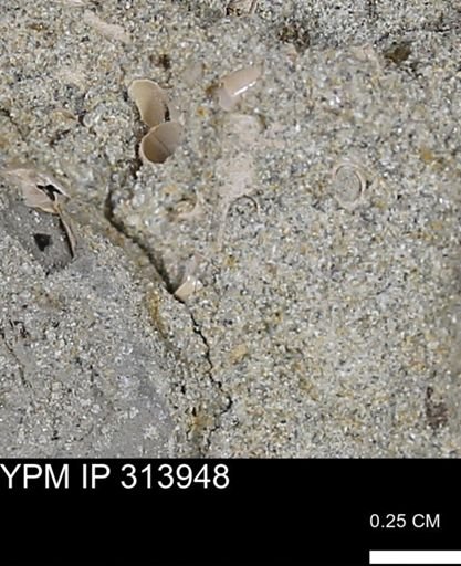 undet. Scaphopoda