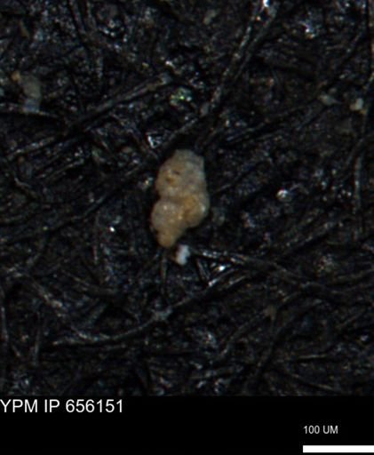 Bimonilina variana