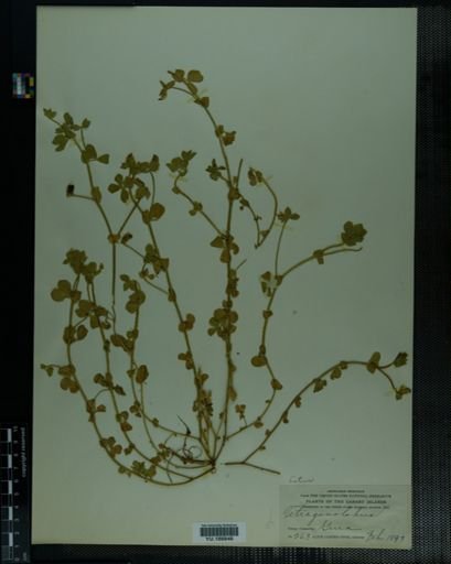 Plantae