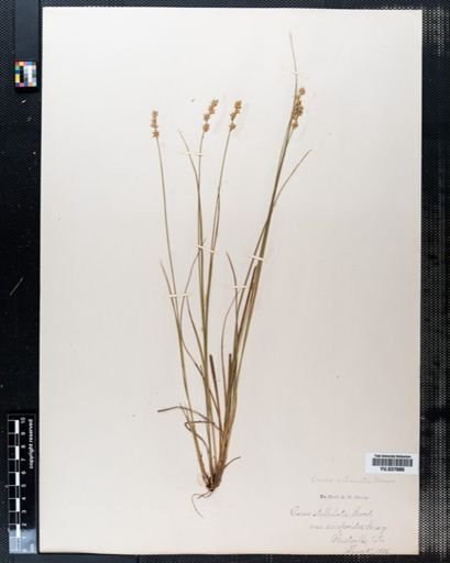 Carex stellulata