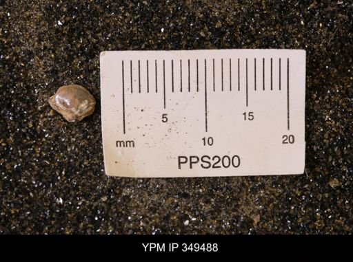 Limopsis striatopunctatus