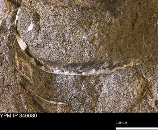 undet. Mollusca
