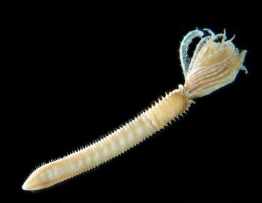 Sabellidae