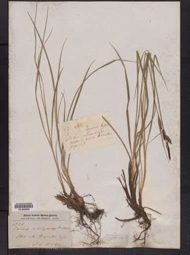 Carex