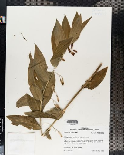 Polygonatum biflorum