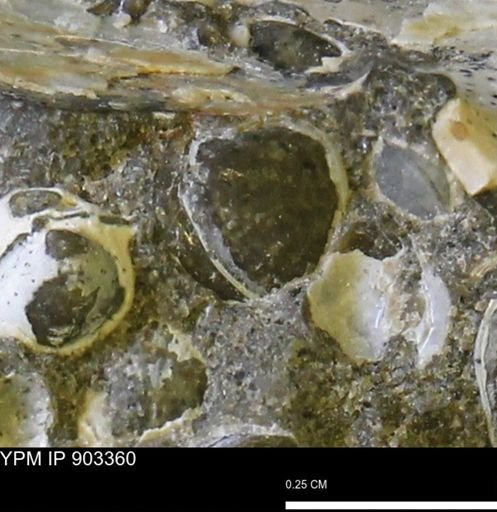 Corbulamella sp.