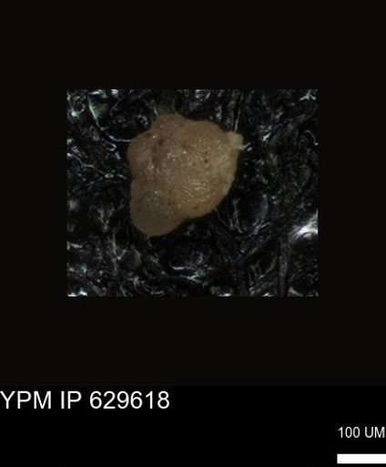 undet. Foraminiferida