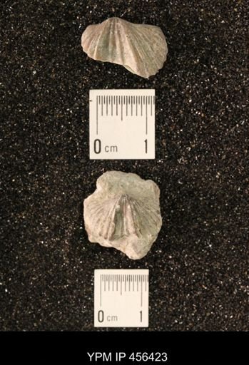 Platystrophia biforata