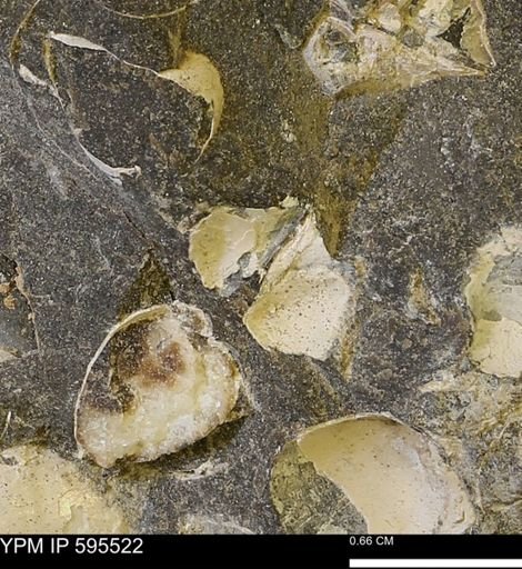 Protocardia sp.