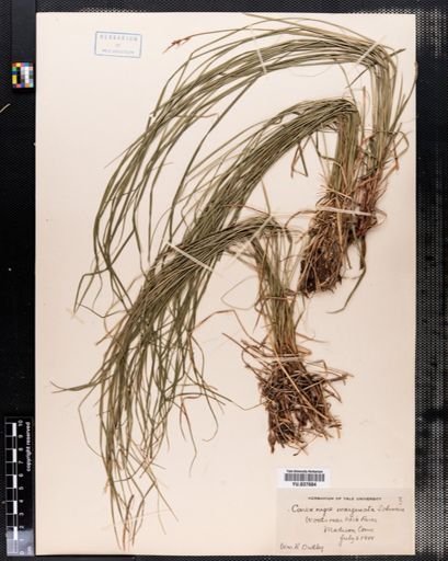 Carex nigromarginata