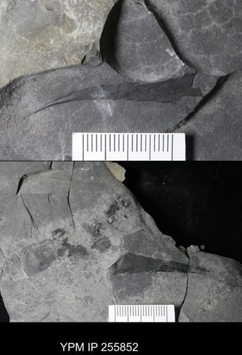 Carcinosomatidae