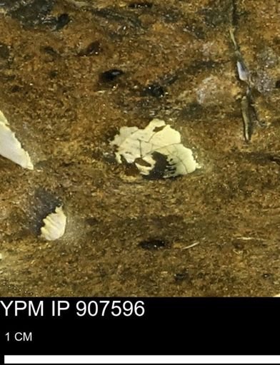 undet. Mollusca