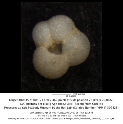 undet. Foraminiferida