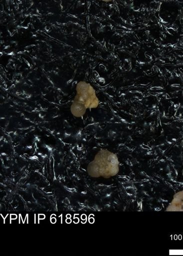 undet. Foraminiferida