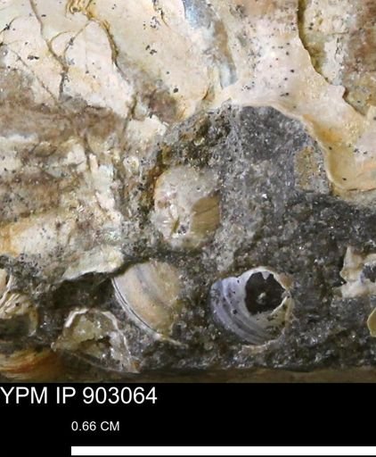 Corbulamella sp.