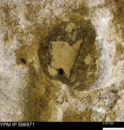 undet. Bivalvia