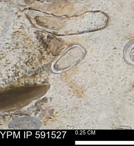 Serpulidae