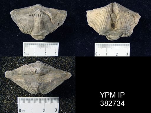 Mediospirifer medialis