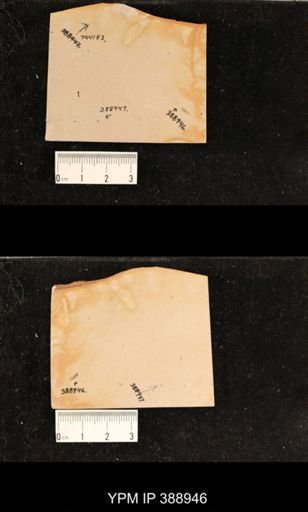 undet. Coleoptera