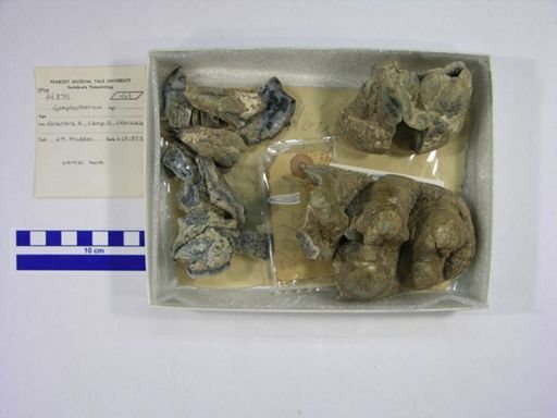 Gomphotherium sp.