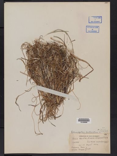 Potamogeton pectinatus