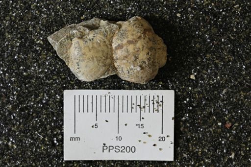 Protocardia sp.