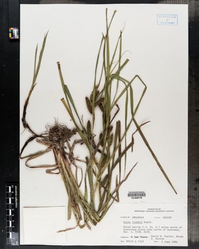 Carex frankii