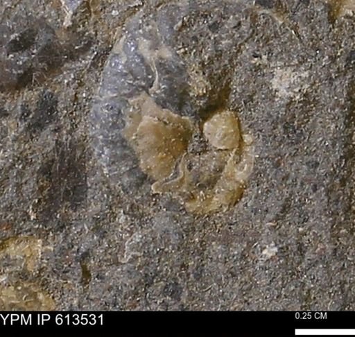 Scaphites sp.